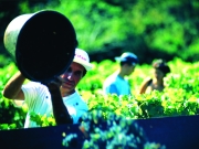 Balades dans les caves et vignobles