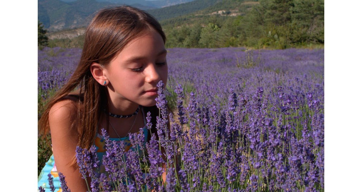 Fête de la lavande