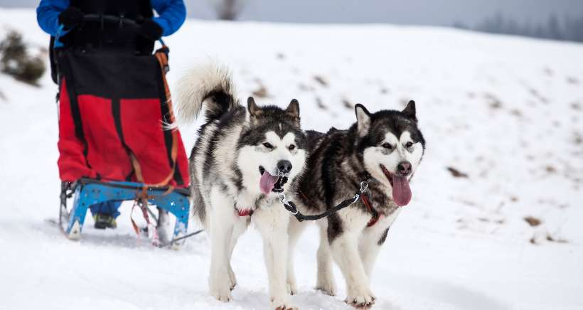 On a testé une Balade en attelage de chiens de traineau - Auron