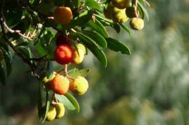 rencontre sollies pont