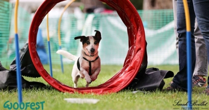 Woofest s'installe à Nice : Le premier festival animalier fait escale sur la Colline du Château