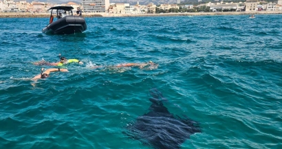 Plusieurs raies aperçues ces derniers jours autour de Marseille, dont une espèce très rare en Méditerranée