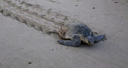 Première ponte d'une tortue Caouanne sur la plage du Lido à Sanary