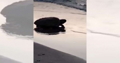 Première ponte de l'été d'une tortue Caouanne dans les Bouches du Rhône