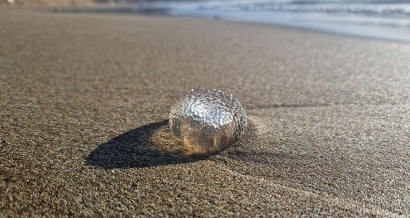De nombreuses méduses en Provence et sur la Côte d'Azur. Les plages touchées en ce début de semaine