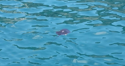 Baignade interdite ce vendredi après-midi à la Pointe Rouge à cause d'une raie pastenague