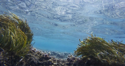 Une algue microscopique et dangereuse repérée pour la première fois cet été sur des plages du Var
