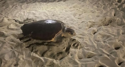 Video: Un nouvelle ponte de tortue sur une plage de Cavalaire