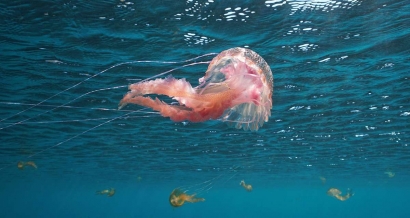 Weekend du 15 août: voici la liste des plages où des méduses ont été signalées dans le Sud Est
