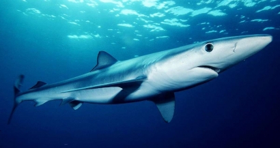 Un requin bleu aperçu sur une plage de Marseille ce jeudi, la baignade y a été temporairement interdite