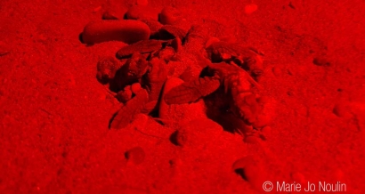 A Sanary, une cinquantaine de tortues Caouanne sont nées et ont gagné la mer