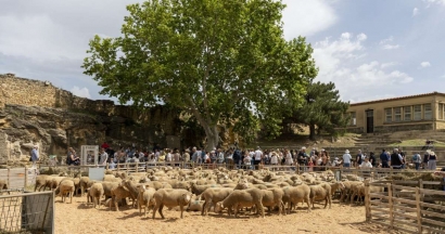 200 animaux dans les rues et une bergerie au château à Salon de Provence le 9 mai