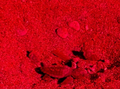 Saint-Raphaël : naissance exceptionnelle de bébés tortues à Agay