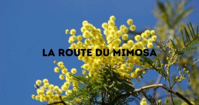 Les différentes étapes pour découvrir la route du mimosa