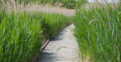 Balade 100% nature au Marais du Vigueirat