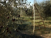 Fête de l'huile d'olive D'Aix-en-Provence