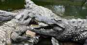 Direction Pierrelatte pour visiter la Ferme aux crocodiles