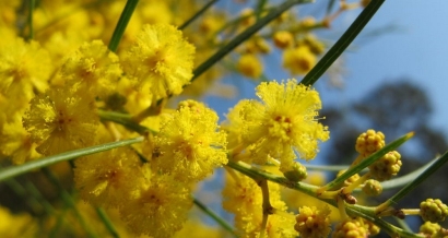 La splendeur jaune d'or de la route du Mimosa sur la Côte d'Azur