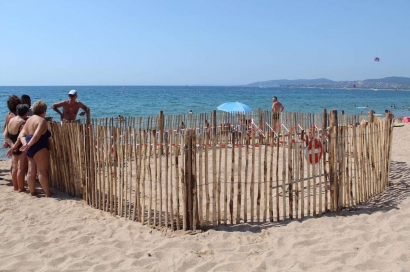 Une tortue marine a pondu  ses oeufs sur une plage de Fréjus