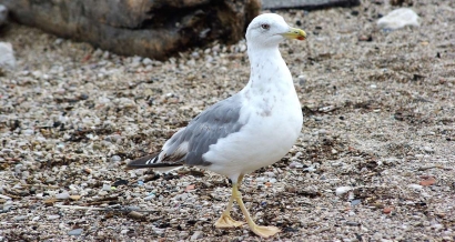 Des gabians à l'origine de la fermeture de la plage du Frioul