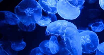 Attention aux méduses ce lundi dans le Var: la liste des plages concernées