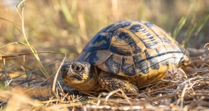 Tortues d'Hermann, espèces rares...le lourd tribut payé par la biodiversité suite à l'incendie du Massif des Maures