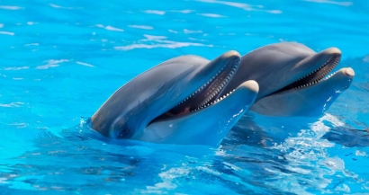 Où aller pour voir des dauphins en PACA cet été? 