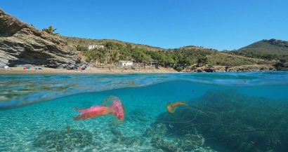 De Marseille à St Mandrier, une nouvelle invasion de méduses sur nos plages