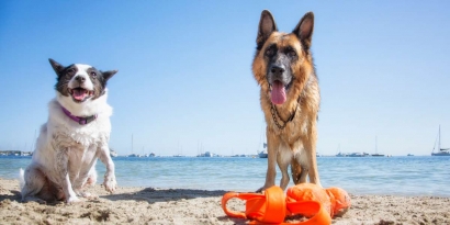 Les plages accessibles aux chiens dans les Bouches-du-Rhône