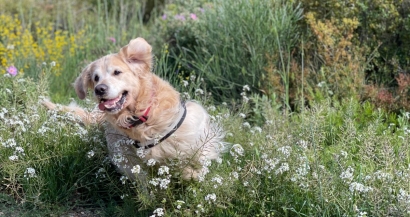 Les parcs autorisés aux chiens en PACA