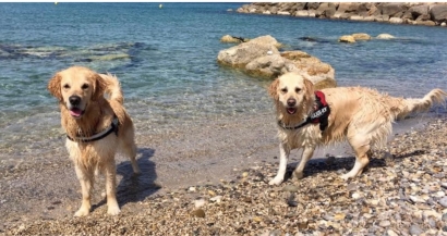 Les plages accessibles aux chiens dans les Alpes-Maritimes