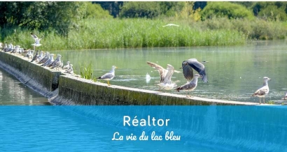 Une application gratuite et ludique pour explorer la biodiversité du bassin du Réaltor