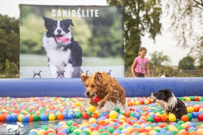 Le Château de Berne accueillera le premier festival animalier WOOFEST les 22 et 23 avril 2023.