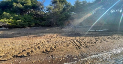 Une tortue caouanne est venue pondre sur l'île de Porquerolles