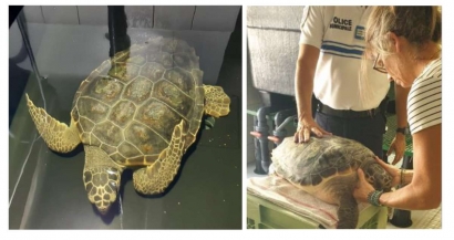 Victime de la pollution aux plastiques, cette tortue marine a été sauvée et va être relâchée en mer