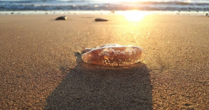 Baignade dangereuse tellement il y a de méduses: voici les plages les plus touchées dans le Var