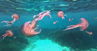 De Sausset les Pins à Nice, les méduses sont toujours très présentes en Méditerranée