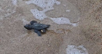 Video: Les premiers bébés tortues sont nés sur la plage des Lecques et à Fréjus et ont rejoint la mer