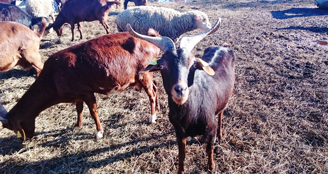 Nos amies les bêtes : Zoos, Aquariums et Parcs animaliers