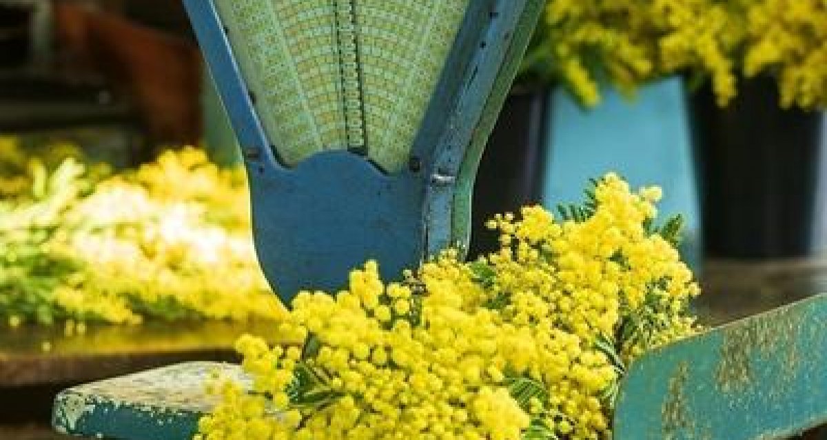 Visite guidée d'une forcerie