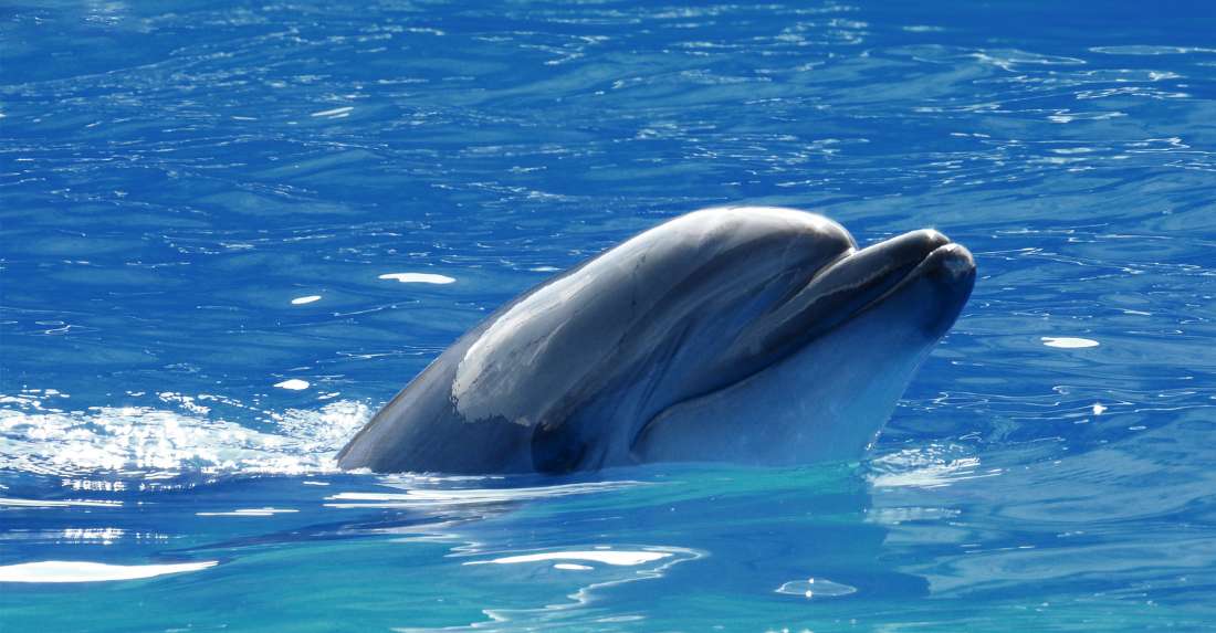 Rencontre avec les dauphins