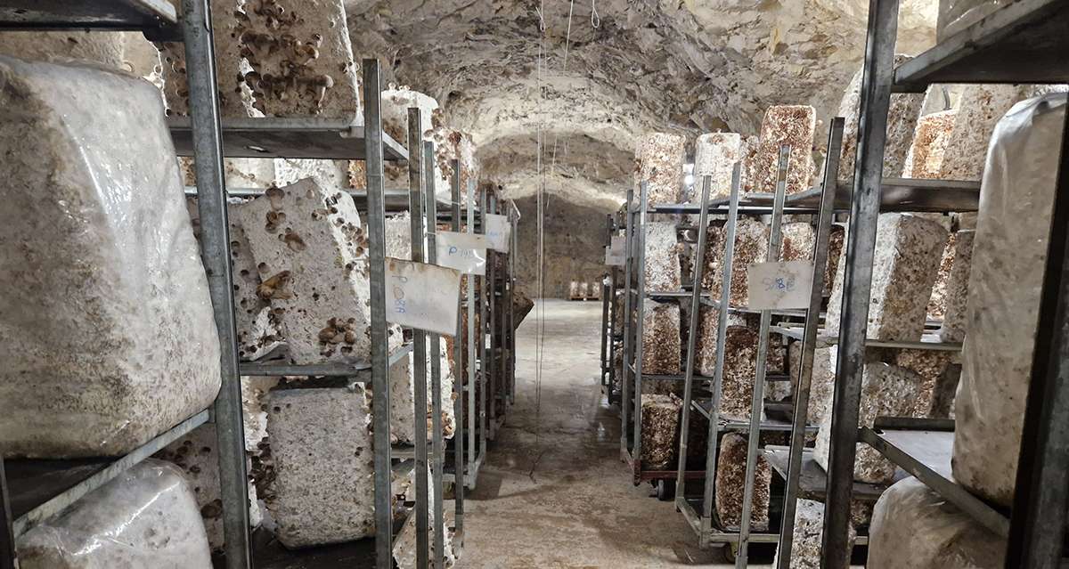 Un souterrain secret sous la Citadelle de Marseille accueille une ferme à champignons et pourra être visité en 2027