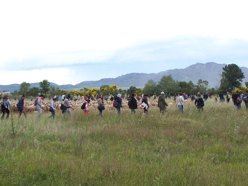 TransHumance fait une halte Ã  Salon de Provence