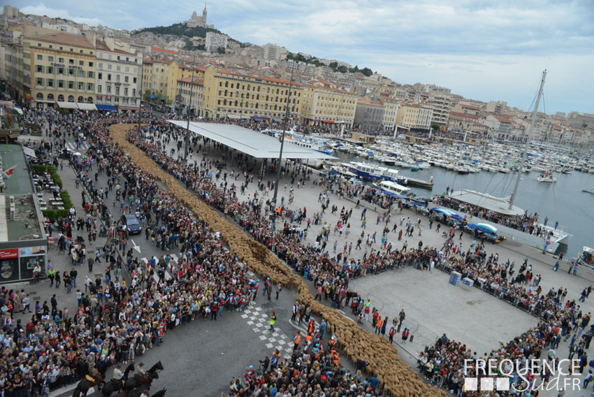 Transhumance Ã  Marseille : Toutes les images