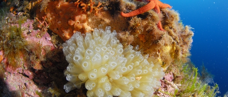 Un jardin sous la mer