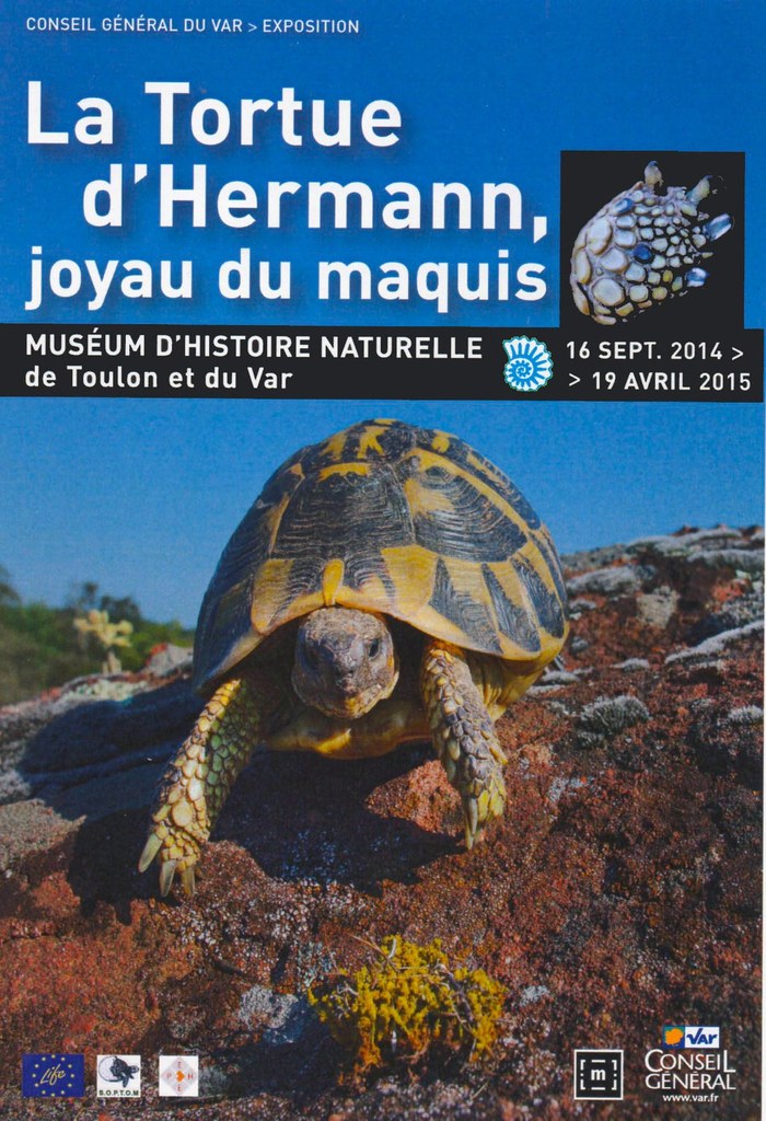 La Tortue d'Hermann, joyau du maquis