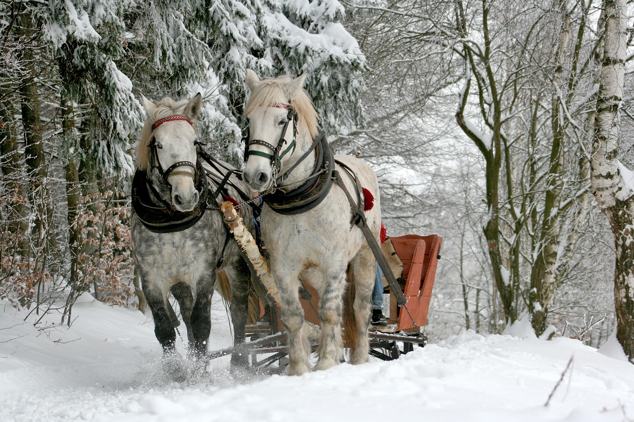 Balade à cheval dans la neige 