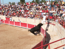 FestivitÃ©s taurines Ã  Saint RÃ©my de Provence