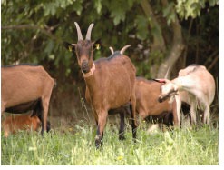 JournÃ©e portes ouvertes Ã  la ferme pÃ©dagogique du Roy d'Espagne