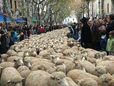 La fÃªte des bergers Ã  Istres